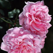 Pink Roses Double Delight Poster