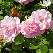 Pink Roses In The Garden Poster