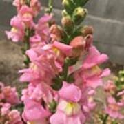 Pink Snapdragons Poster