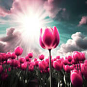 Pink Sunset Tulips Poster