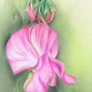 Pink Sweet Pea Flower And Buds Poster