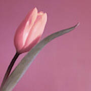 Pink Tulip Poster