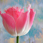 Pink Tulip Poster