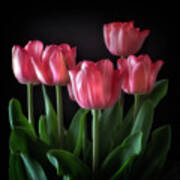 Pink Tulips Poster