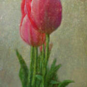Pink Tulips Poster