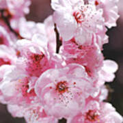Pinks Of Blossom Prunus Poster