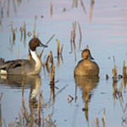Pintails Poster