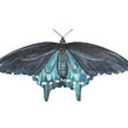 Pipevine Swallowtail Butterfly Poster