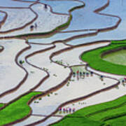 Plowing And Planting In Mu Cang Chai Rice Terraces Poster