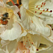 Plum Bee Poster