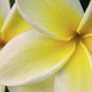 Plumeria Flowers Poster