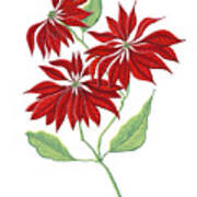 Poinsettia December Birth Month Flower Botanical Print On White - Art By Jen Montgomery Poster