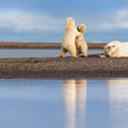Polar Bear Cubs At Play #1 Poster