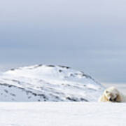Polar Bear Resting On The Snow In Svalbard Poster
