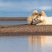 Polar Bear Siblings With Mom Poster