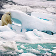 Polar Bear Standing On Iceberg Near Svalbard In Arctic Poster
