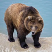 Pool-side Grizzly Poster