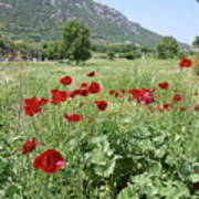 Poppies In Ephesus Poster