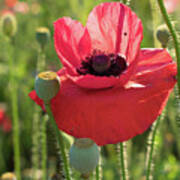 Poppy Blossom With Beauty Spot Poster