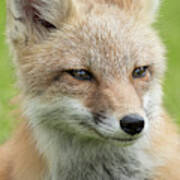 Portrait Of A Fox Poster