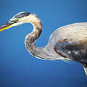 Portrait Of A Great Blue Heron Poster