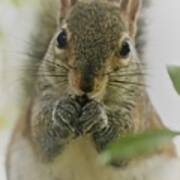 Portrait Of A Squirrel Poster