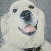 Portrait Of A White Dog Poster