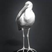 Portrait Of An Ibis Poster