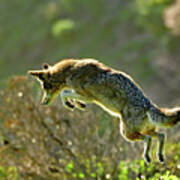 Pouncing Coyote Poster