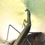 Praying Mantis Poster