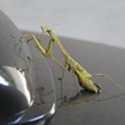Hitching A Ride - Praying Mantis Poster