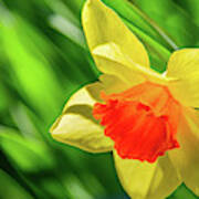Precocious Daffodil Poster