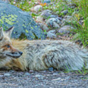 Pretty Boy Fox In Spring Poster