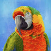 Pretty Parrot Poster