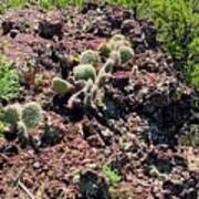 Prickly Pears On Capulin Volcano Poster