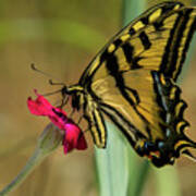 Profile Of Western Tiger Swallowtail Poster