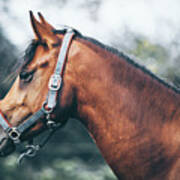 Profile View Of A Brown Horse Poster