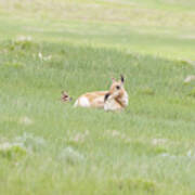 Pronghorn Doe Relaxes With Her Newborn Fawn Poster