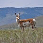 Pronghorn On The Prairie Poster