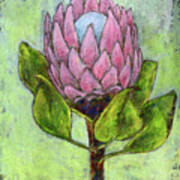 Protea Flower Poster