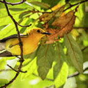 Prothonotary Warbler 2 Poster
