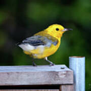 Prothonotary Warbler #3215 Poster