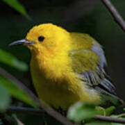 Prothonotary Warbler Dsb0396 Poster