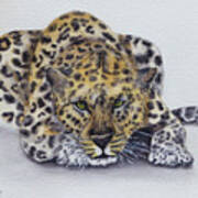Prowling Leopard Poster