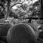 Pumpkins In Bw Poster