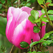 Purple And White Tulip Tucked Among The Leaves Poster