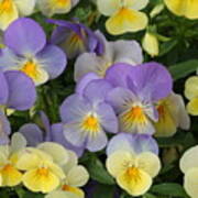 Purple And Yellow Pansies Poster