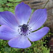 Purple Bloom Poster