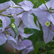 Purple Bougainvillea Poster