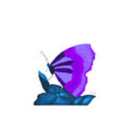 Purple Butterfly Poster